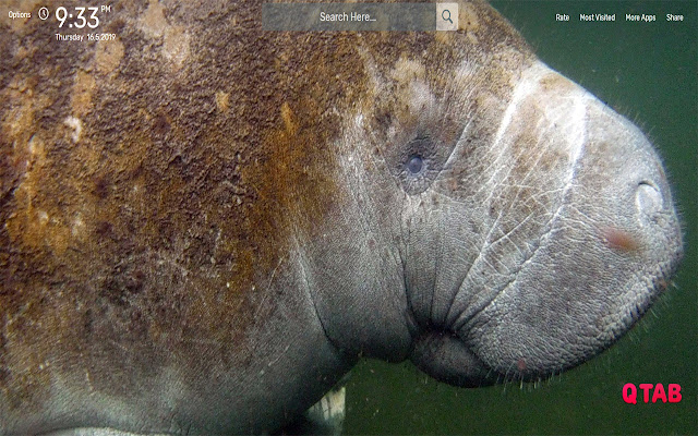 Manatee Wallpapers HD Theme