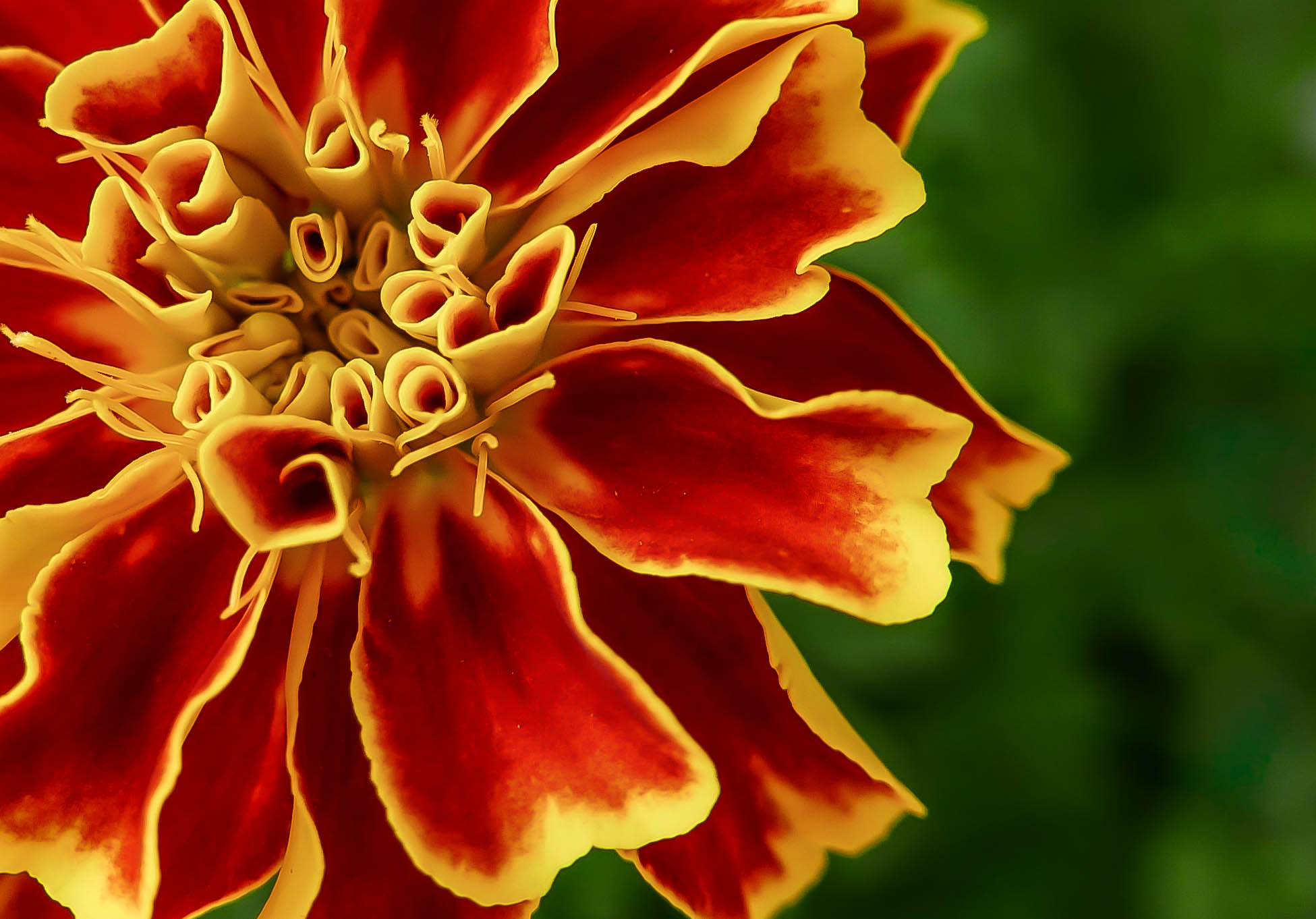 Rosso, giallo e verde  di gnuc