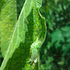 Hackberry Emperor Butterfly Caterpillar