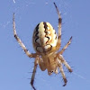 Orb Web weaver