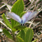 Ceraunus Blue Butterfly