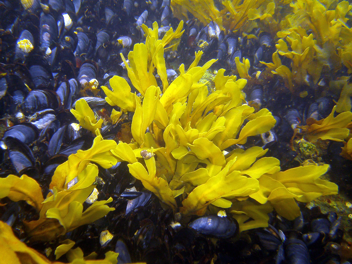 Dwarf Rockweed