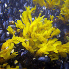 Dwarf Rockweed