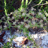 Fragrant Eryngo