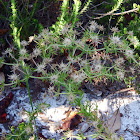 Fragrant Eryngo