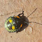 Green Stink Bug