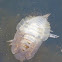 Common Rock Louse