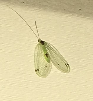 Green Lacewing