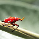 Lantern fly nymph