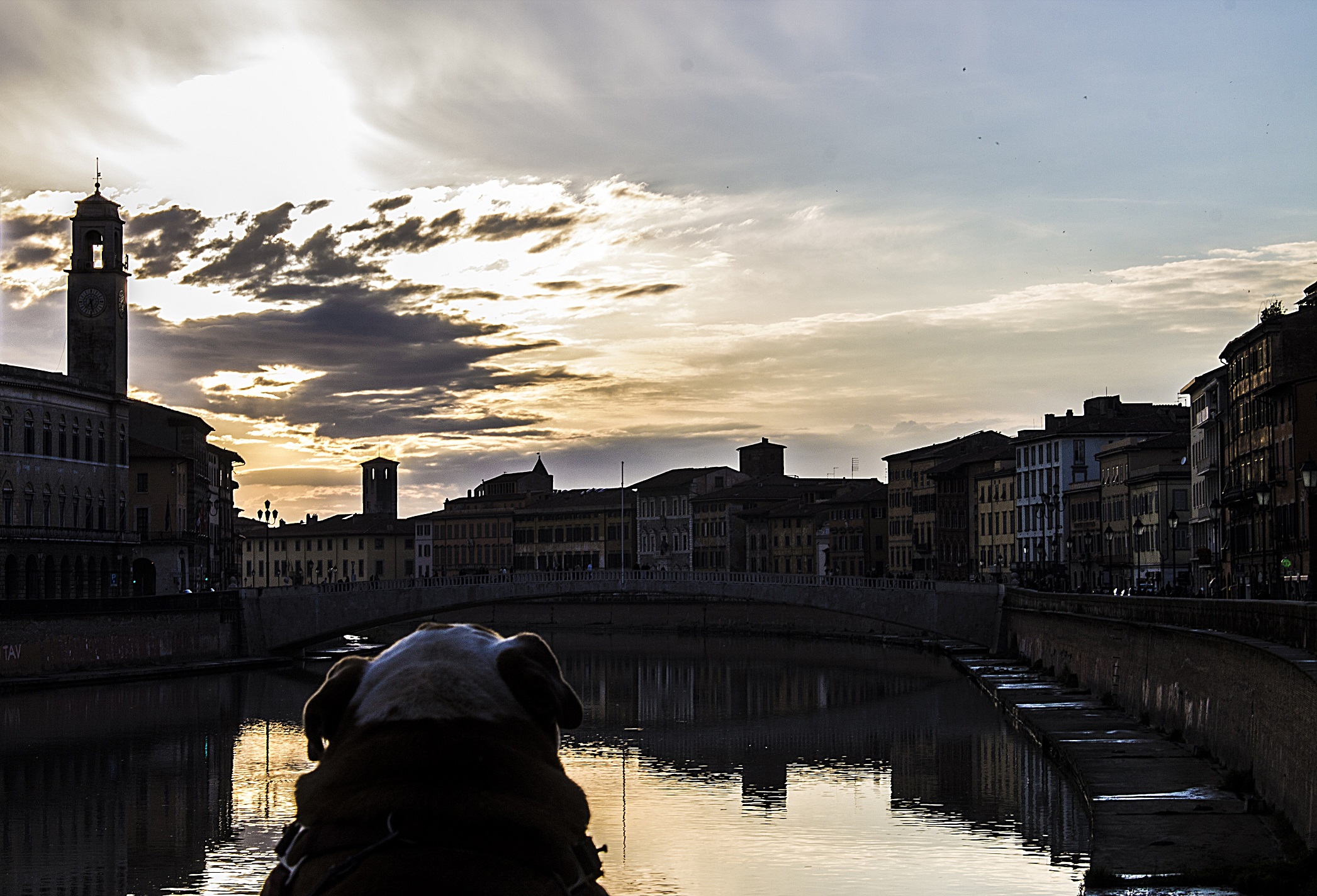 Il tramonto di Fido di gattopisa