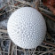 Peeling Puffball