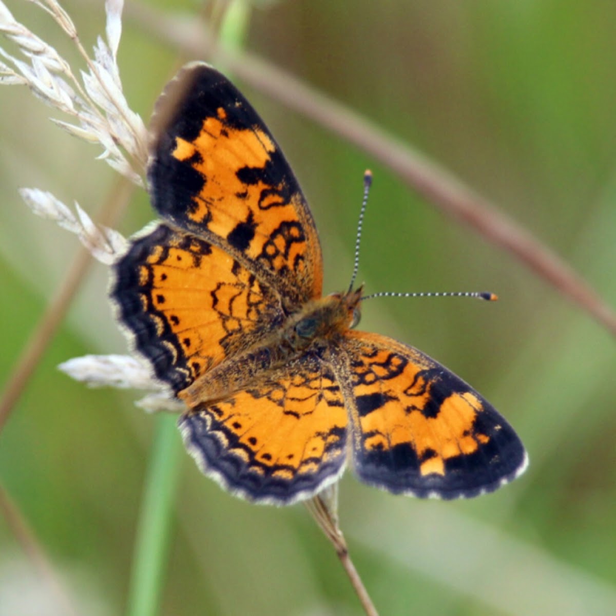 Northern Crescent Butterfly