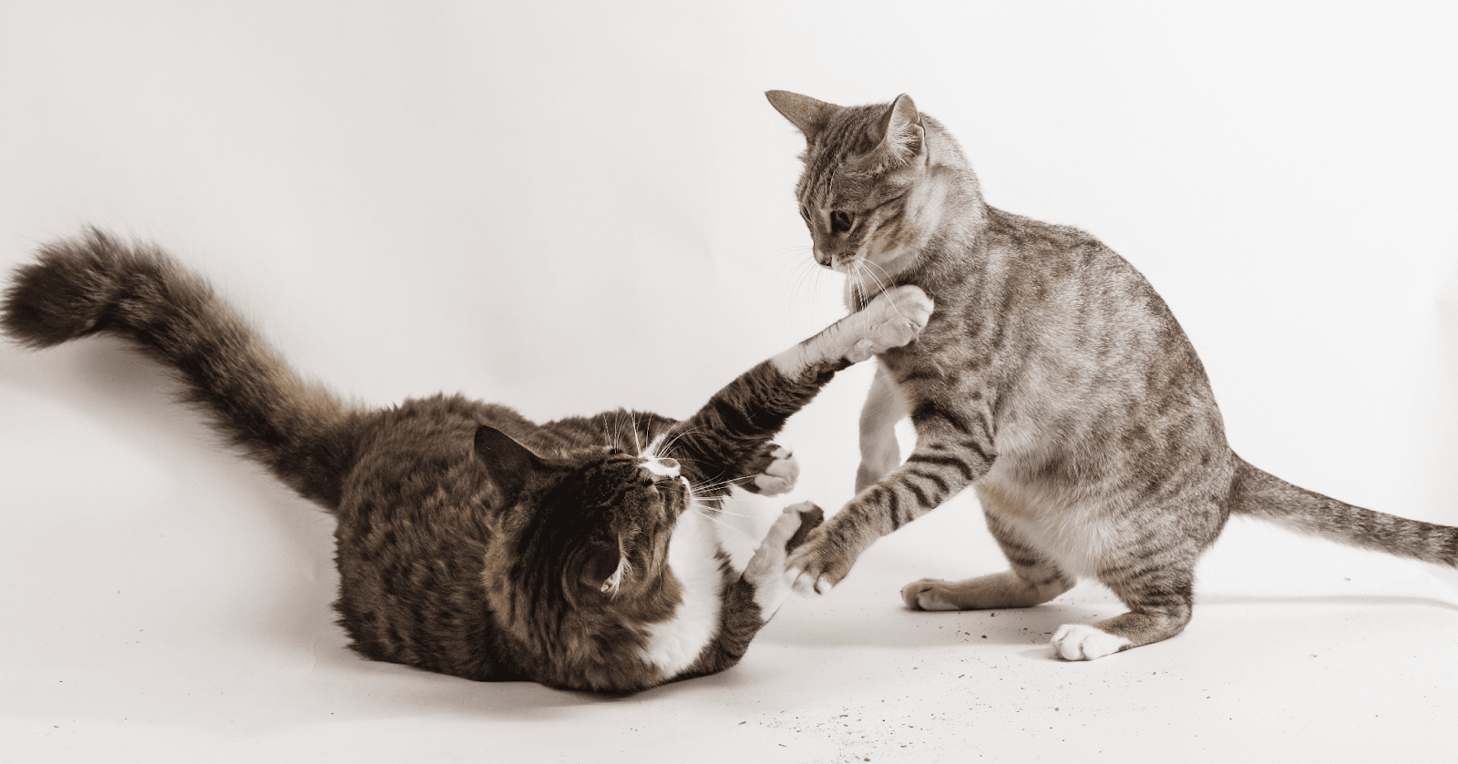 Are My Cats Playing Or Fighting How Can You Tell Our Happy Cats Expert Explains Feliway Uk