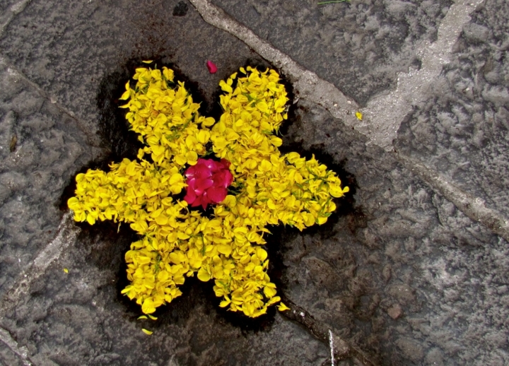 Fiore di fiori di frapeace