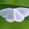 White Spring Moth