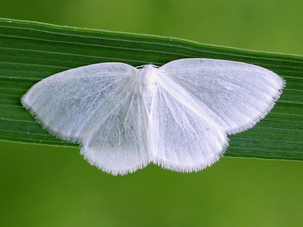 White Spring Moth