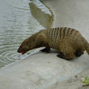 Banded Mongoose