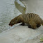 Banded Mongoose