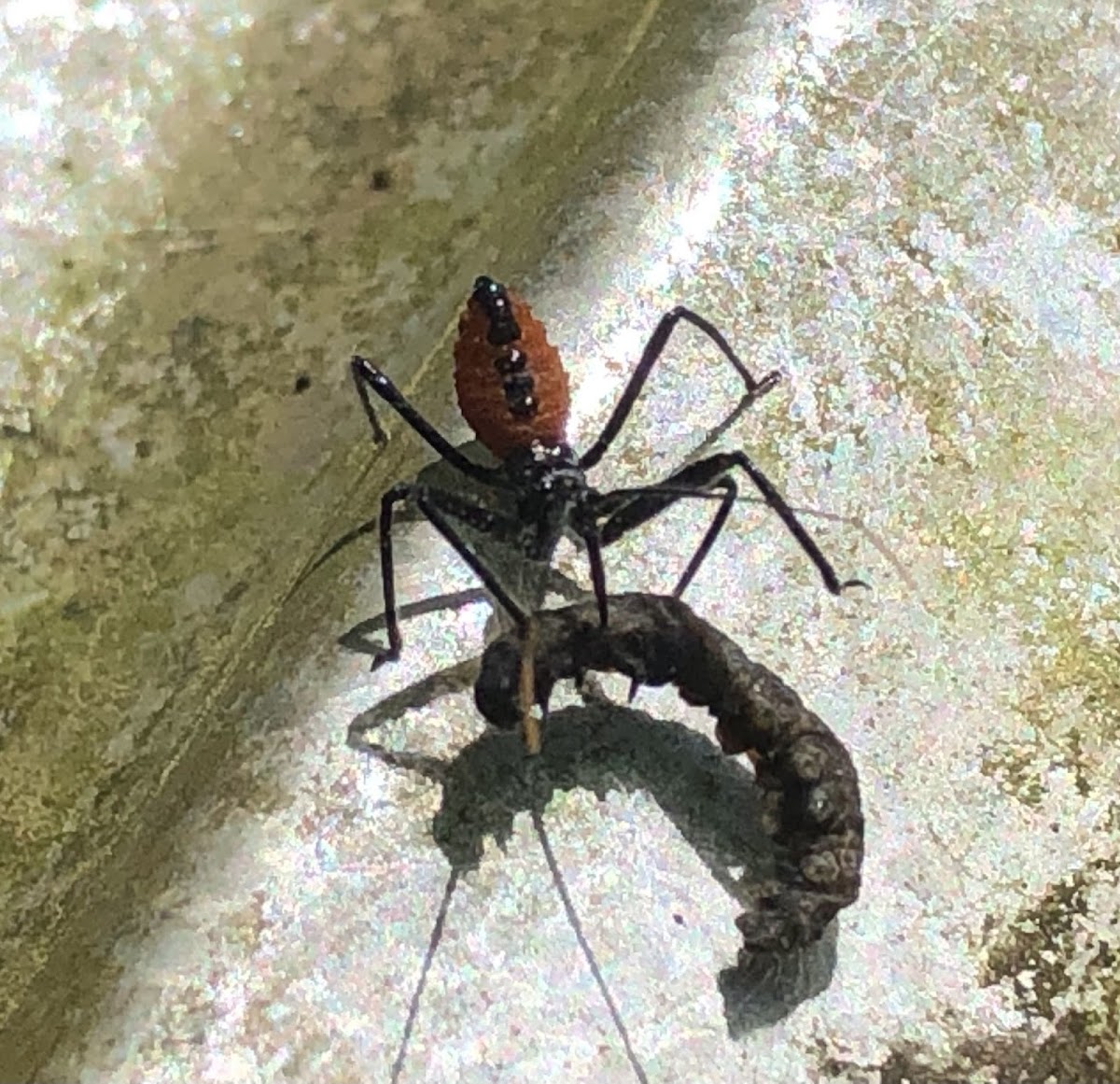 Assassin Bug Nymph