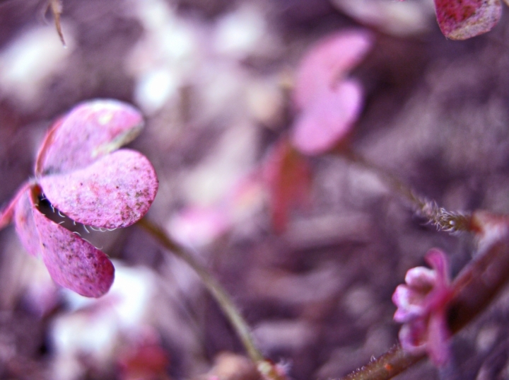 Purple dream.. di Luana Pacìa