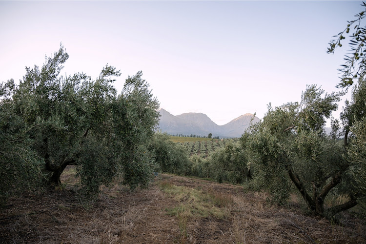 With granite-based soils and a Mediterranean climate, La Valle (the farm) is ideally located for growing perfect, juicy olives.