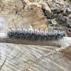 Mourning cloak