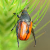 Leaf Chafer