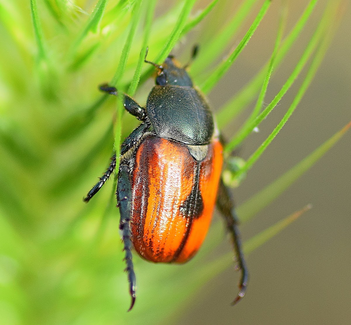 Leaf Chafer