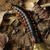 Millipede