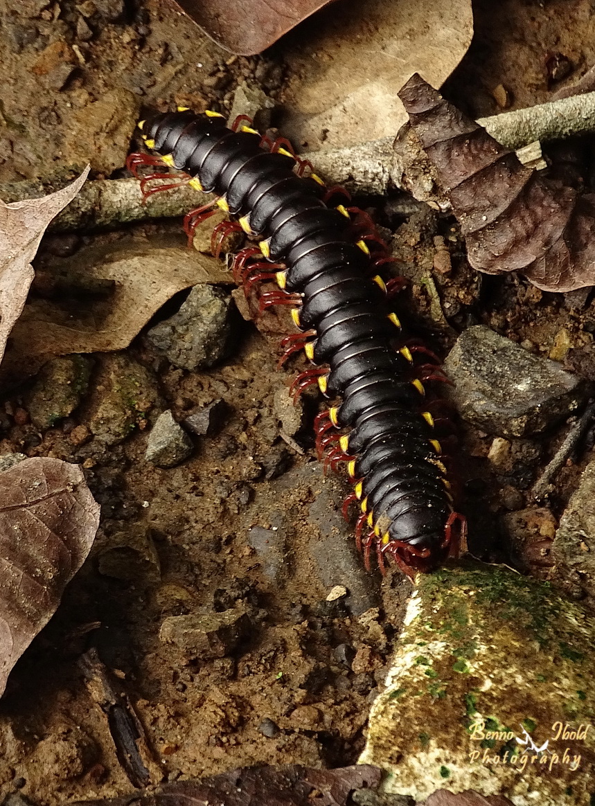 Millipede