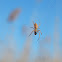 Orbweaver Spider