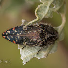 Yellow-marked Buprestid