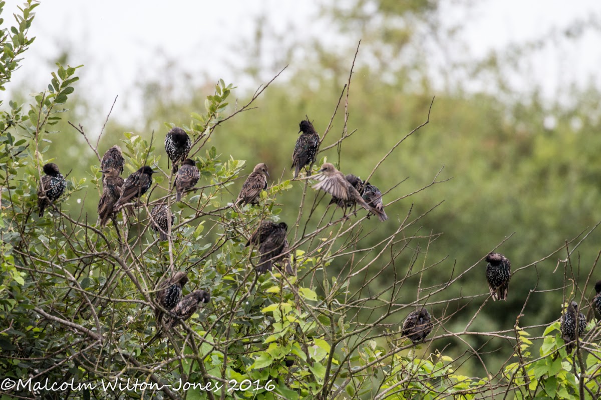 Starling