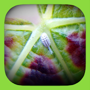 Leafroll3  Icon