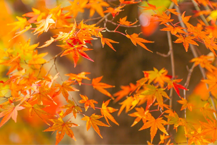 レヴォーグの勤労感謝の日・休日の過ごし方・珈琲とタルト・写真が好きな人と繋がりたい・いつもいいね＆コメントありがとうございますに関するカスタム事例の投稿画像5枚目
