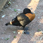 Australian shelduck