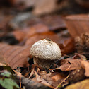 Common puffball