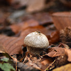 Common puffball