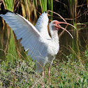 American white ibis