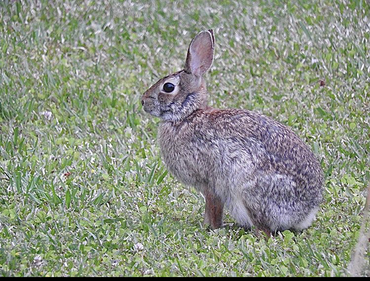 Cottontail Rabbit