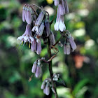 White Rattlesnake Root