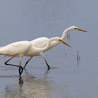 Garceta grande (Great egret)