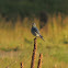 Mountain Bluebird