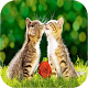 Download Cat Wallpapers For PC Windows and Mac 1.0