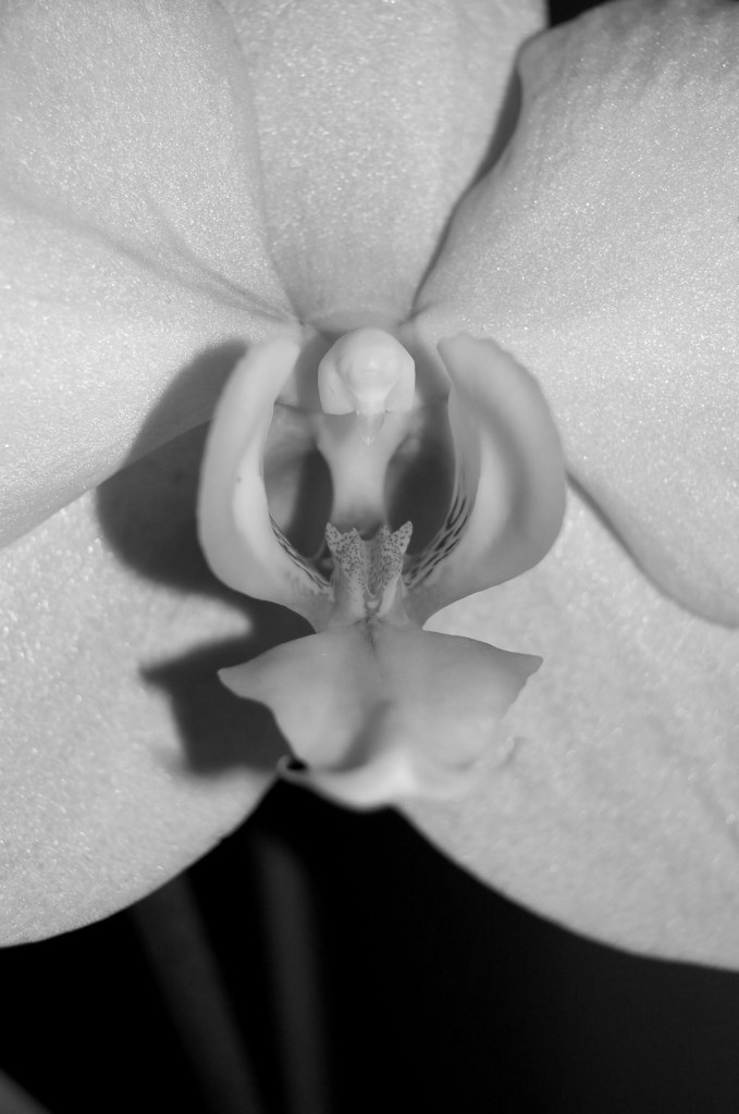 Orchidea di supiga