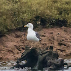 Lesser Black-backed Gull