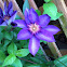 Purple vine flower