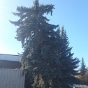 White Spruce