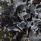 Cylindric Navel Lichen