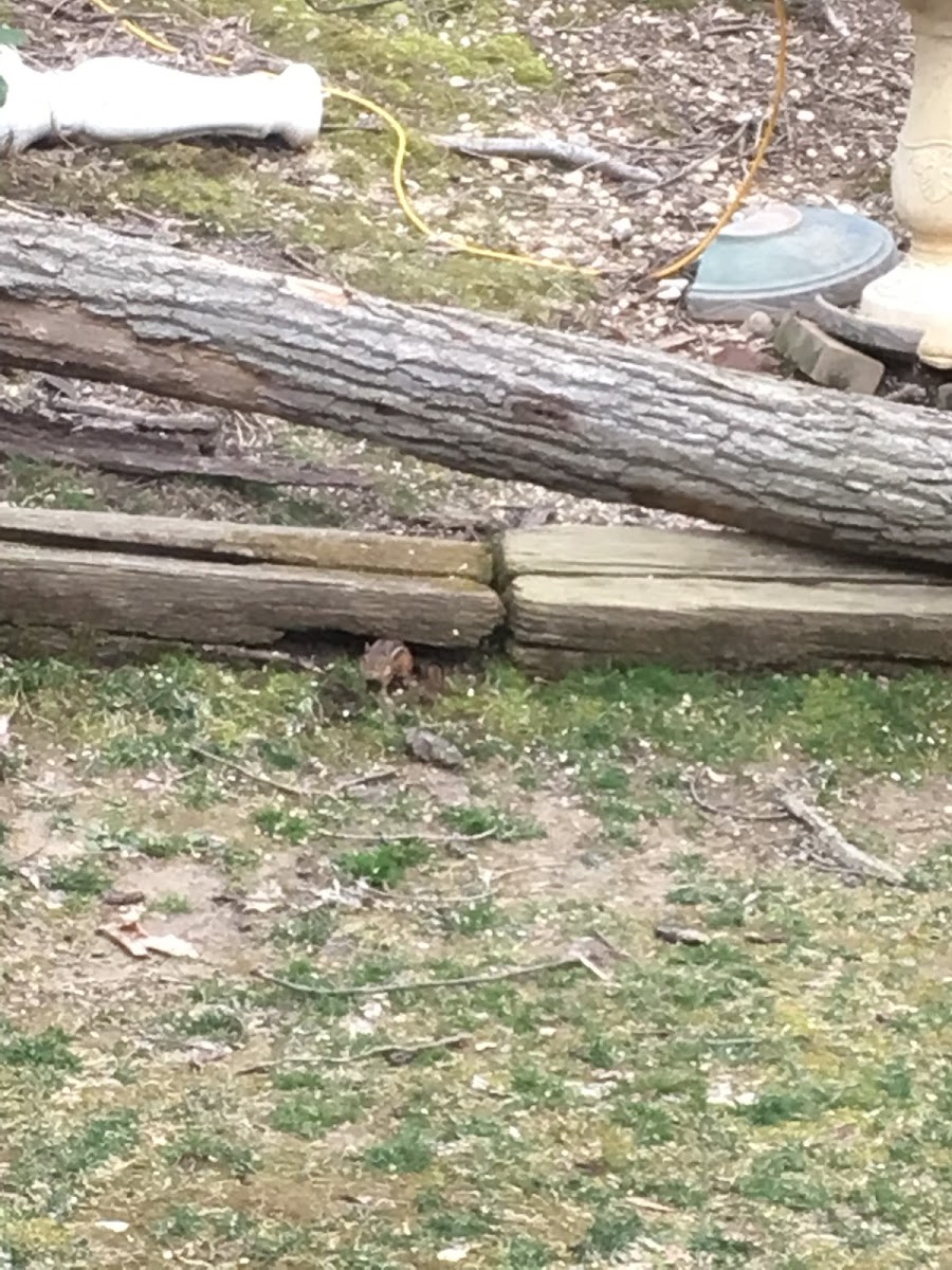 Eastern Chipmunk